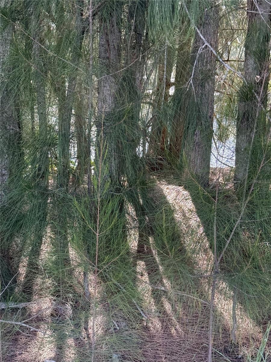 0 JILLS LANE, ARIPEKA, FL, 34679