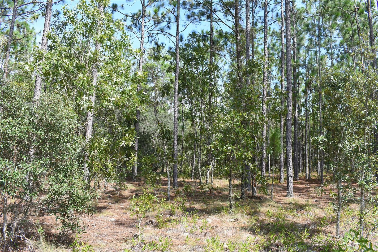 TBD SE 136TH AVE, DUNNELLON, FL, 34431