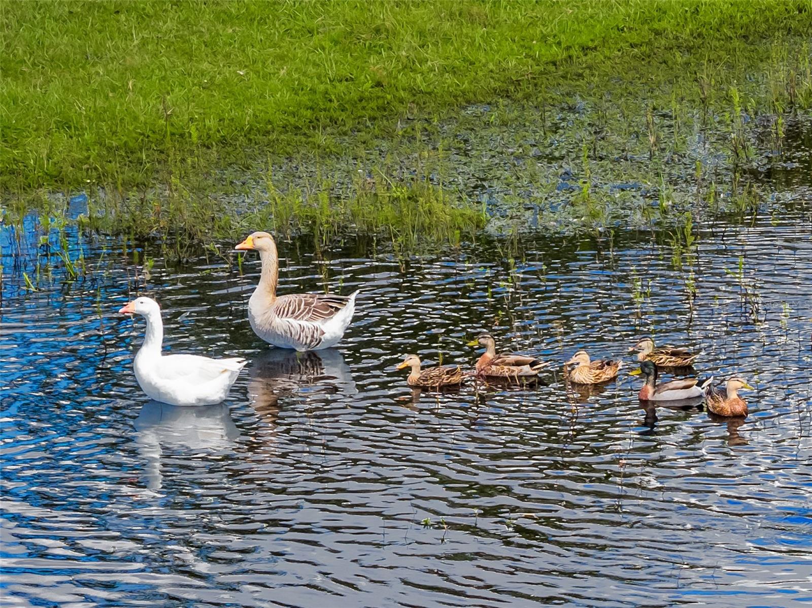 620 WILLOW POND LN, OSTEEN, FL, 32764