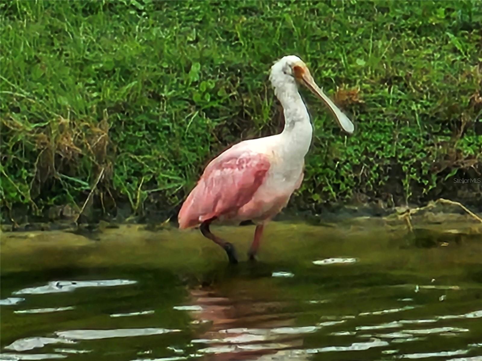 Lovely bird in the pond for your viewing enjoyment