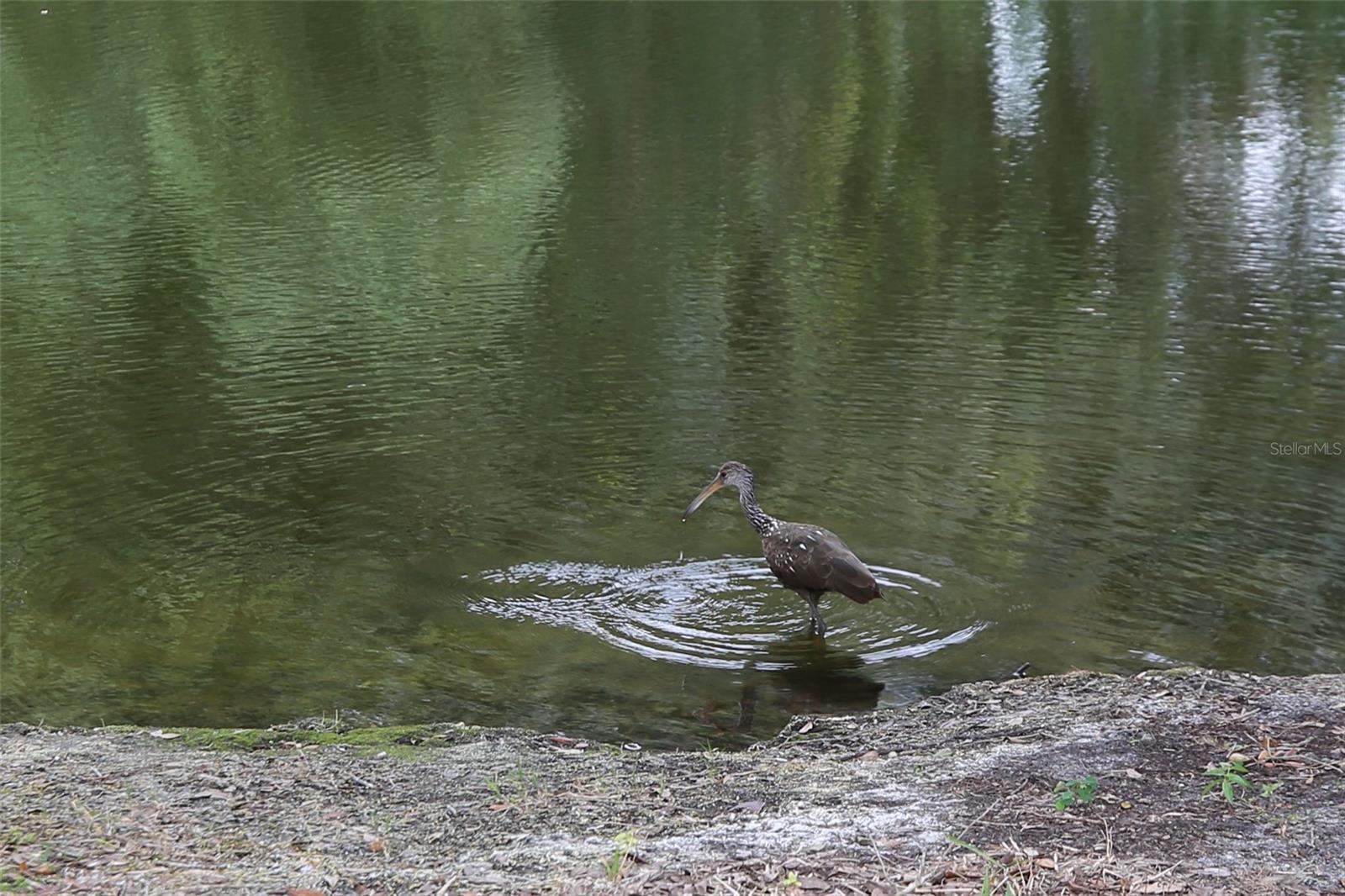 11702 RAINTREE VILLAGE BLVD #B, TEMPLE TERRACE, FL, 33617