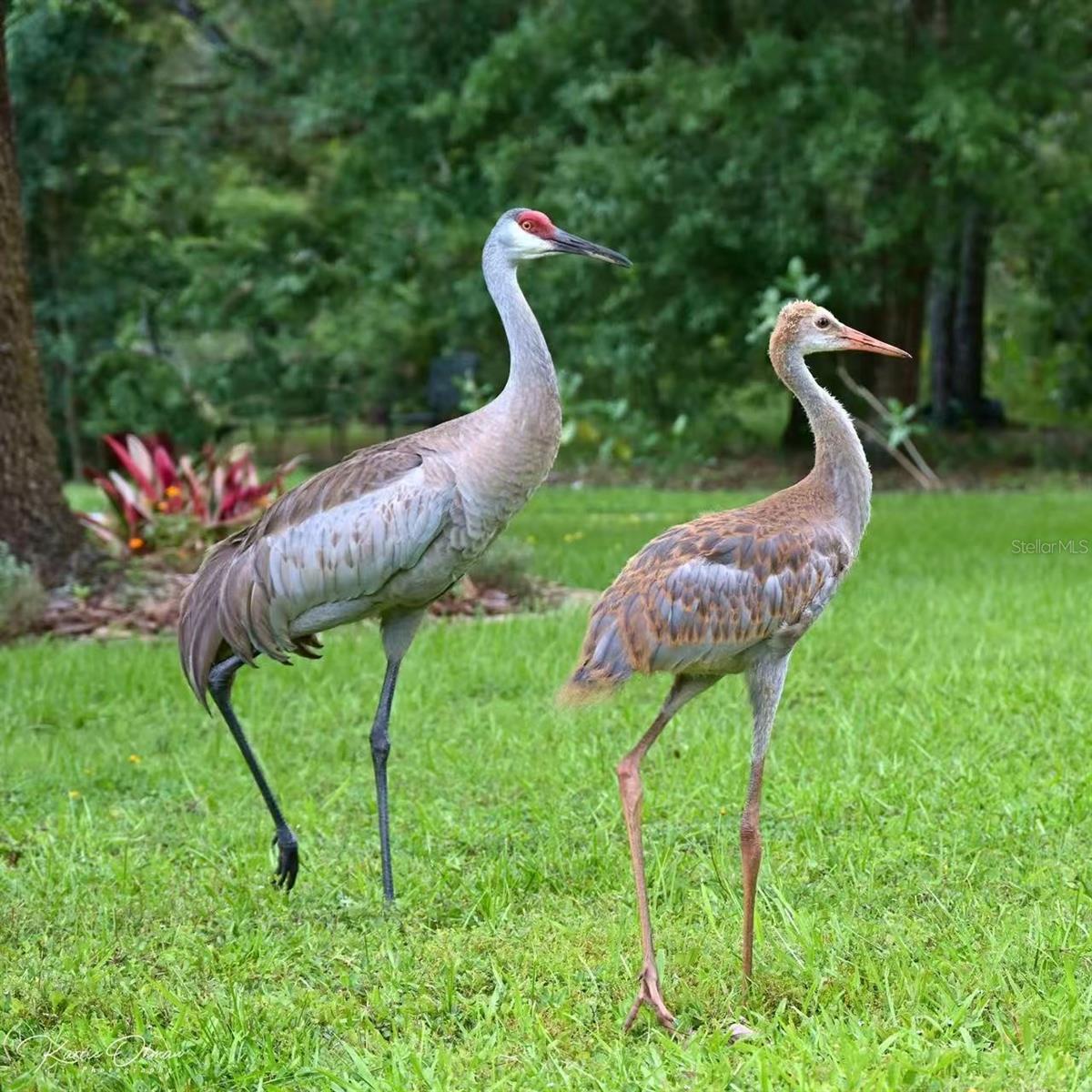 12054 QUAIL RIDGE DR, SPRING HILL, FL, 34610