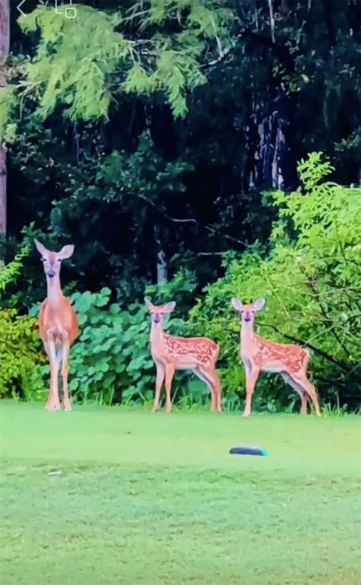 12054 QUAIL RIDGE DR, SPRING HILL, FL, 34610