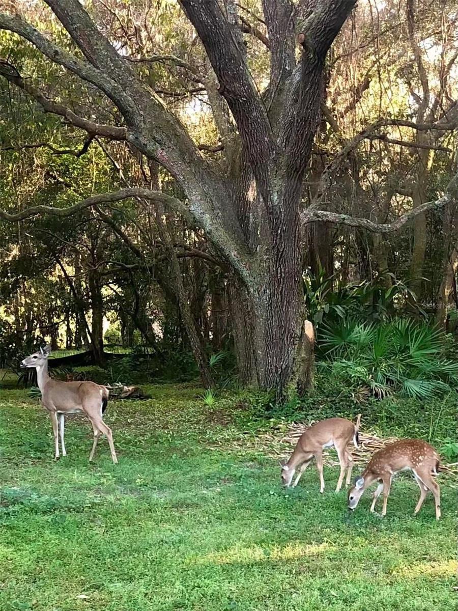 12054 QUAIL RIDGE DR, SPRING HILL, FL, 34610