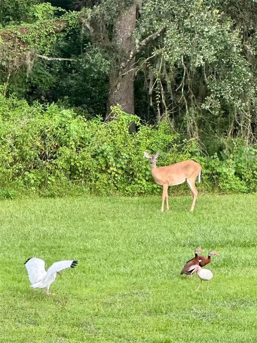 12054 QUAIL RIDGE DR, SPRING HILL, FL, 34610