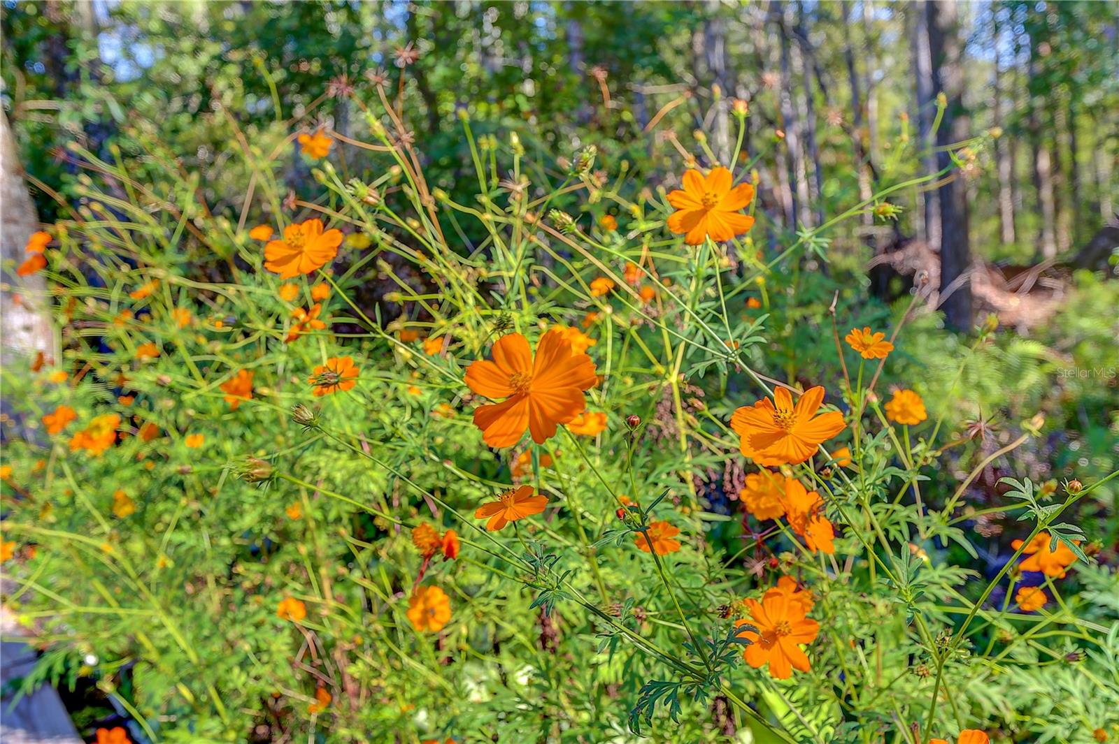 12054 QUAIL RIDGE DR, SPRING HILL, FL, 34610