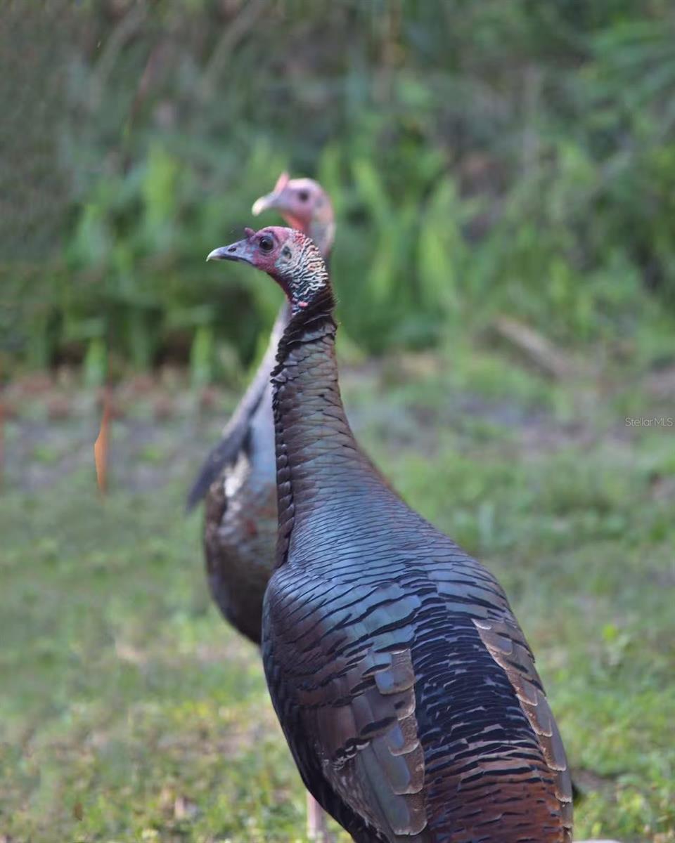 12054 QUAIL RIDGE DR, SPRING HILL, FL, 34610