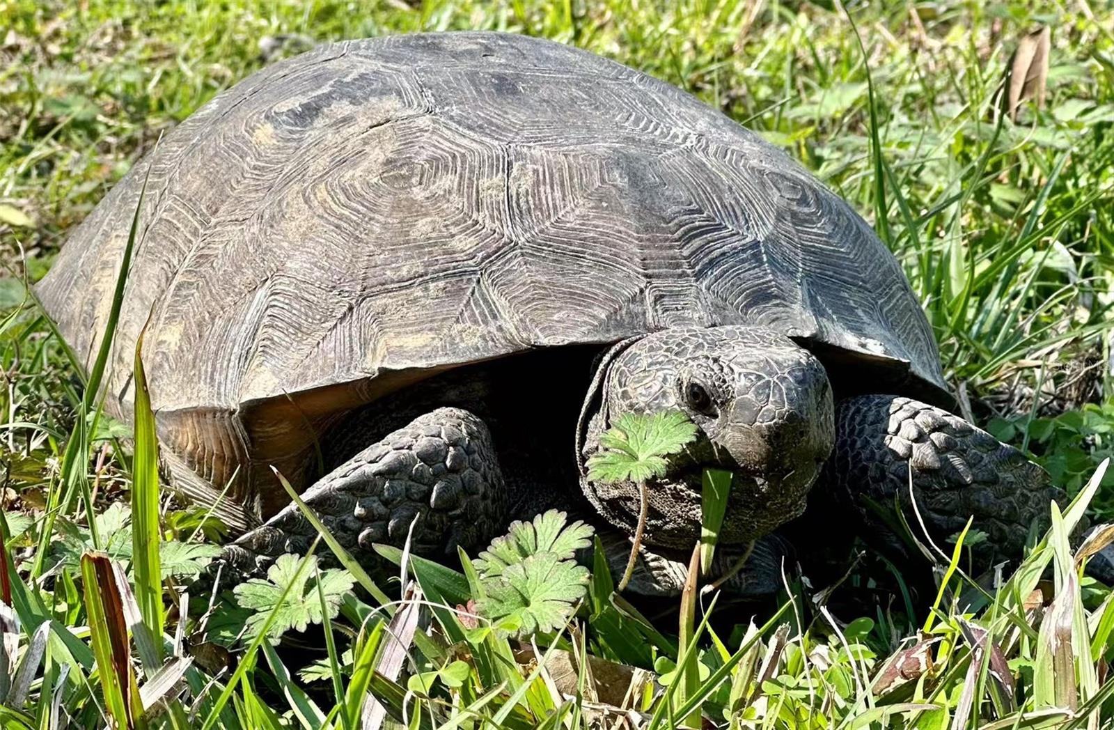 12054 QUAIL RIDGE DR, SPRING HILL, FL, 34610