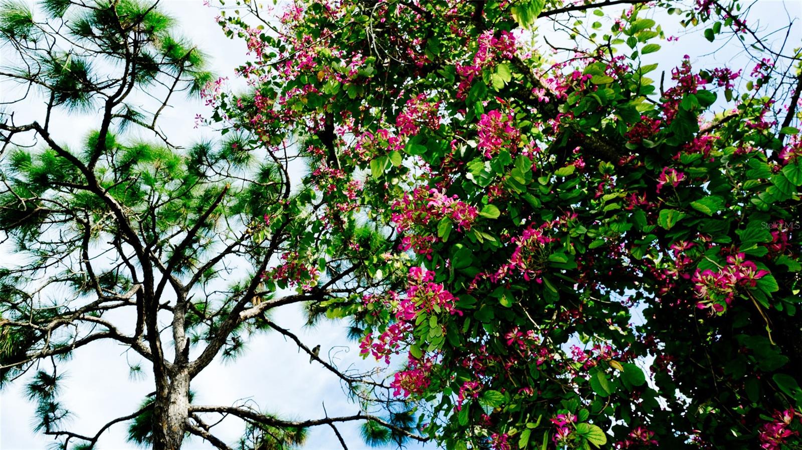 811 OAK DR #811, BRADENTON, FL, 34210