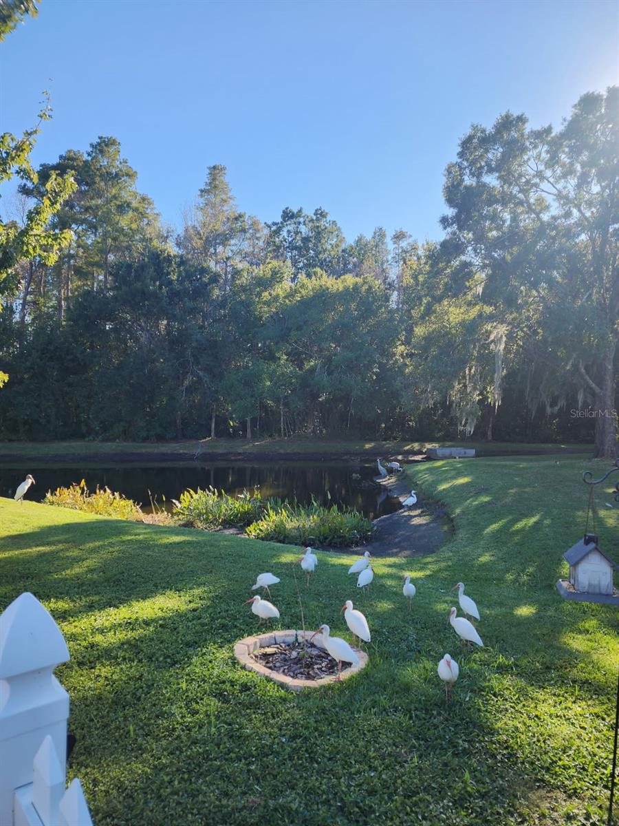 1345 KINSMERE DR, TRINITY, FL, 34655