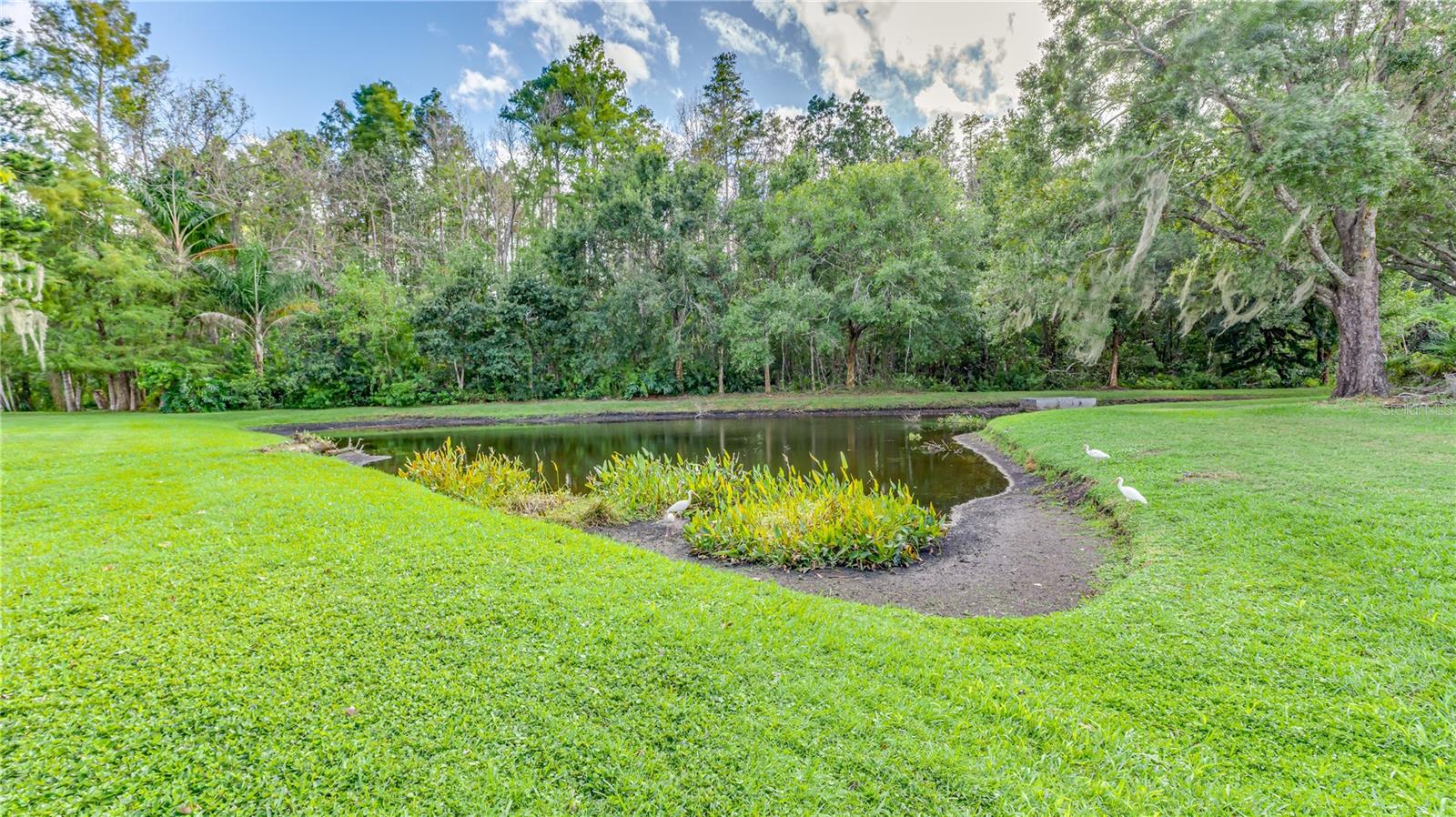 1345 KINSMERE DR, TRINITY, FL, 34655