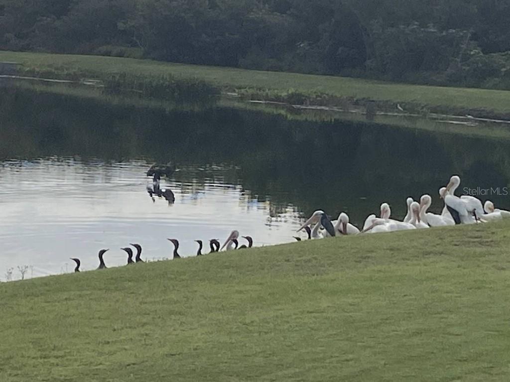 711 PARKER DEN DR, RUSKIN, FL, 33570