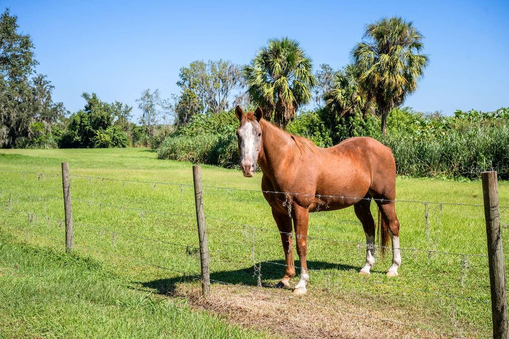 5704 OLD HOMELAND RD, BARTOW, FL, 33830