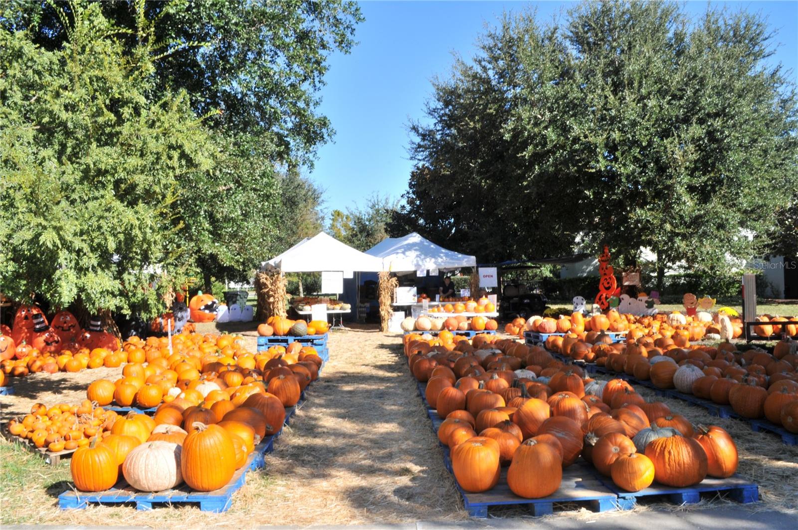 718 HONEYSUCKLE AVE, CELEBRATION, FL, 34747