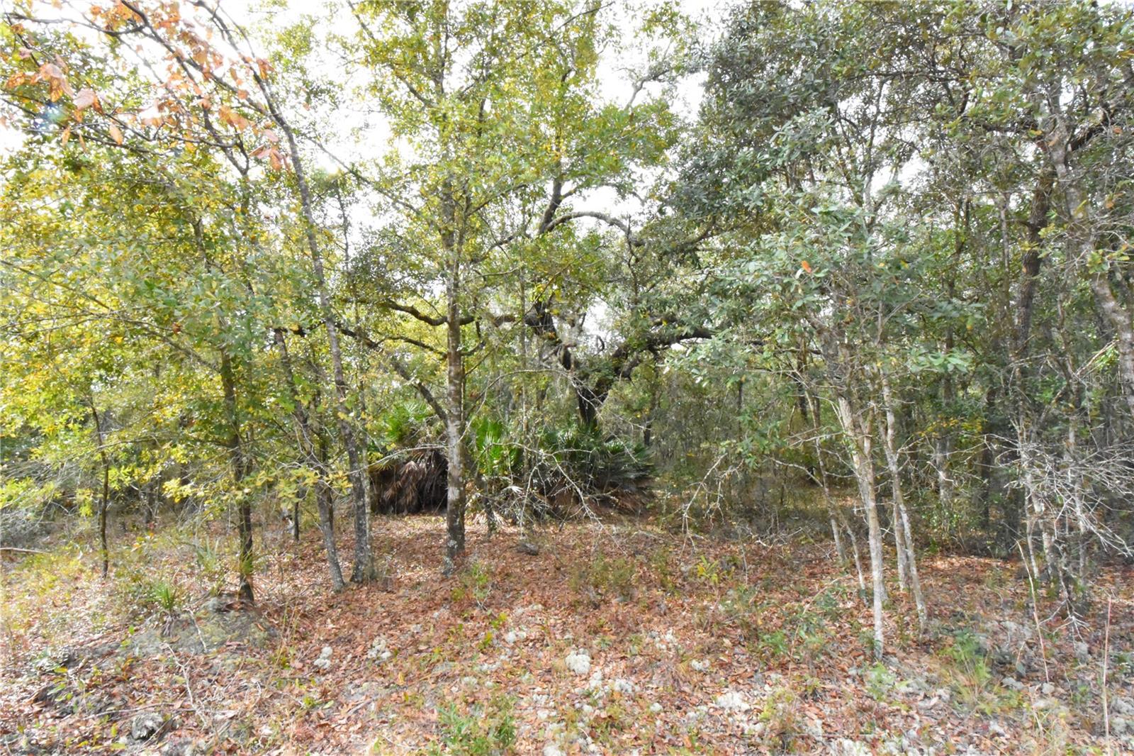 126 TERRELL ST, INTERLACHEN, FL, 32148