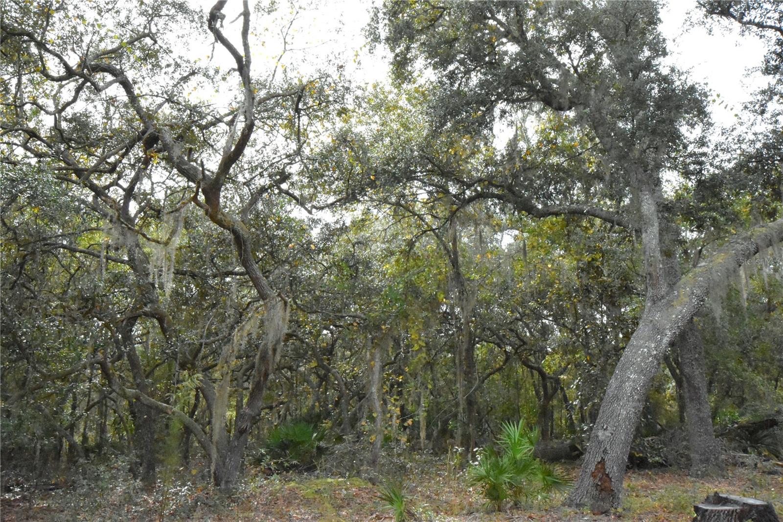 126 TERRELL ST, INTERLACHEN, FL, 32148