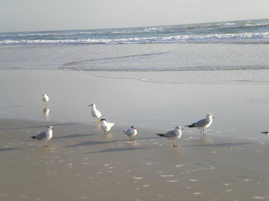 2815 BAY SIDE DR, NEW SMYRNA BEACH, FL, 32168