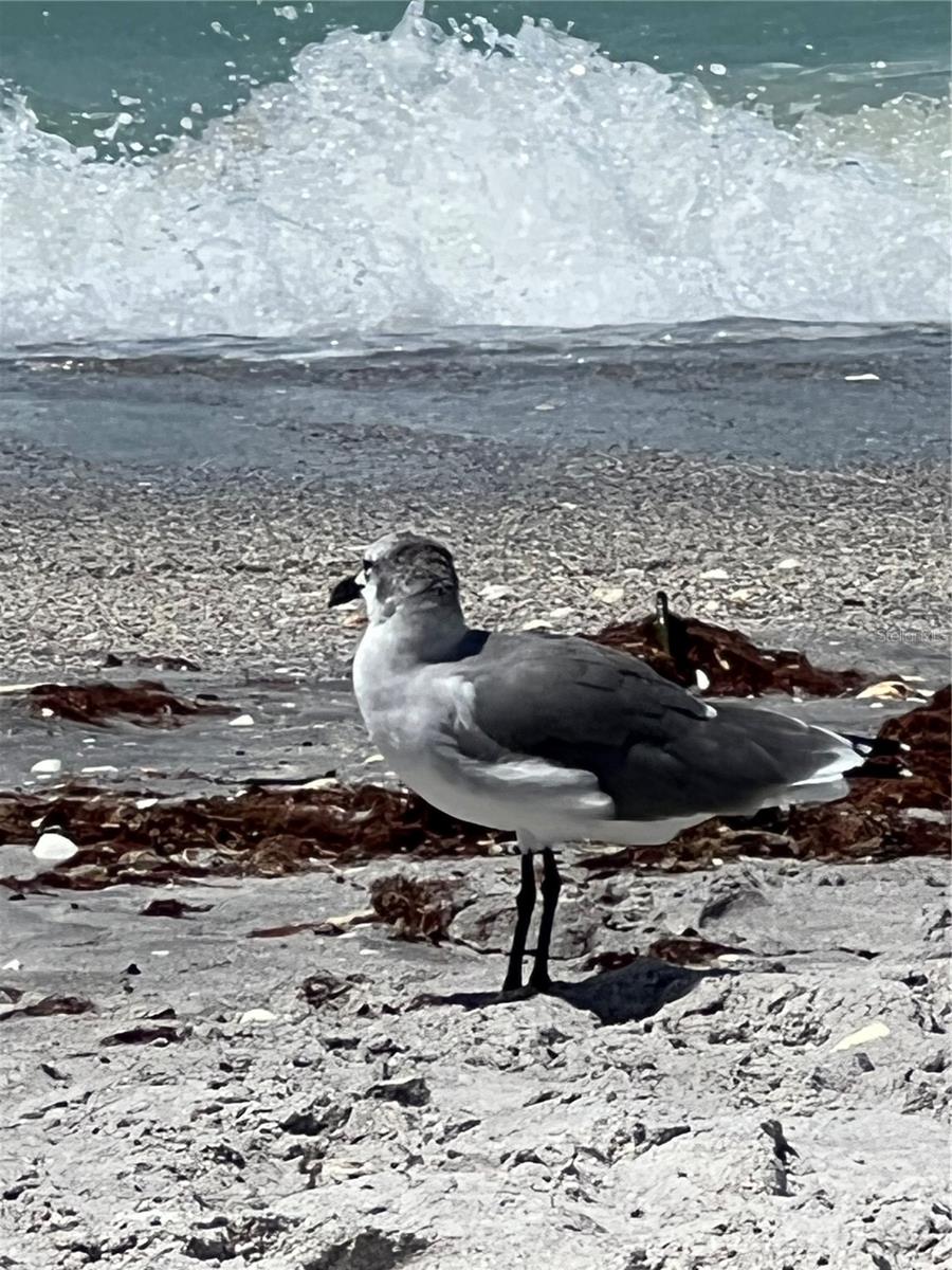 418 CERROMAR CT #261, VENICE, FL, 34293