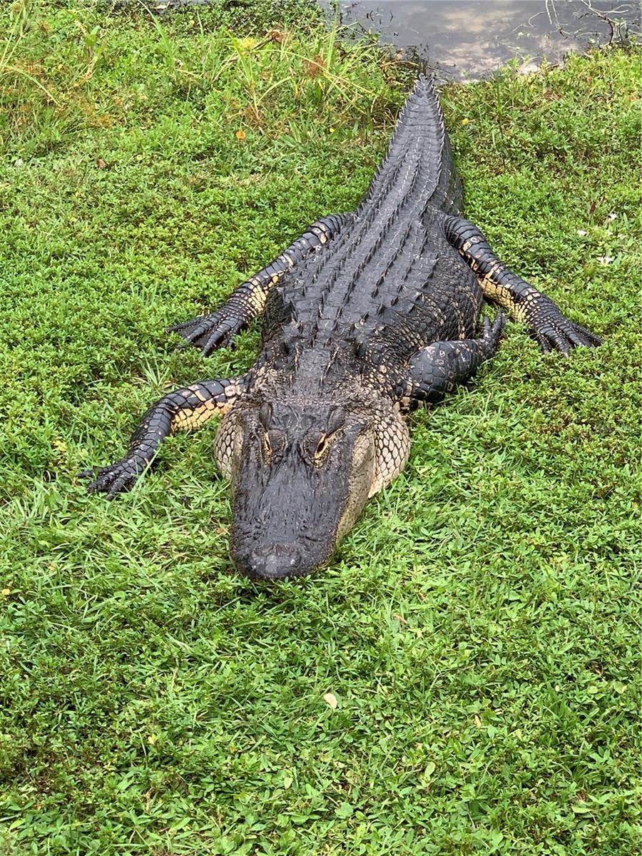 418 CERROMAR CT #261, VENICE, FL, 34293