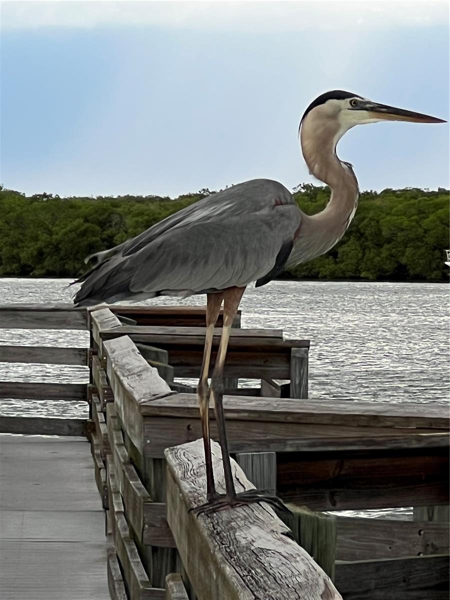 418 CERROMAR CT #261, VENICE, FL, 34293