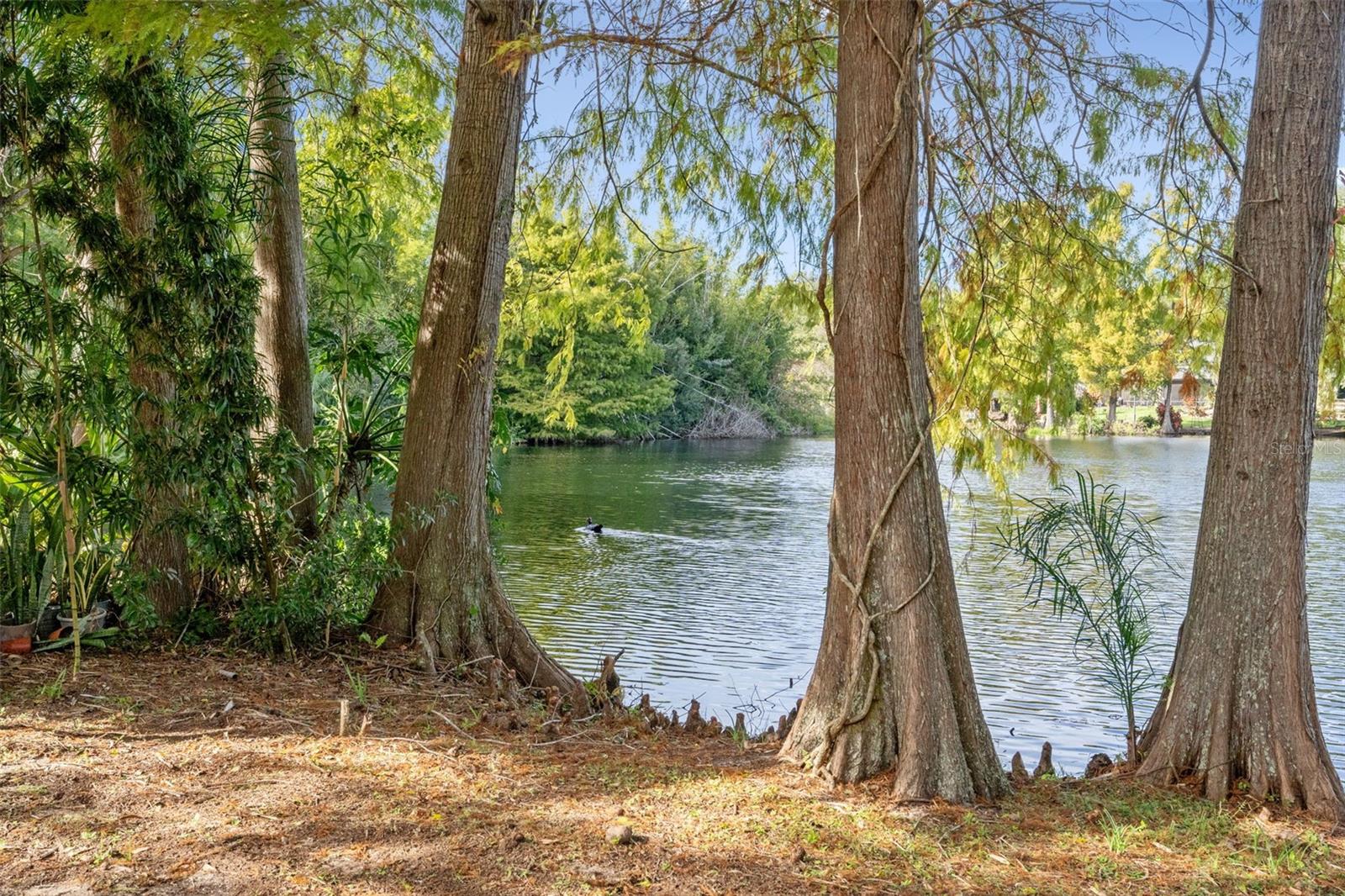 16849 OMEGA CT, MONTVERDE, FL, 34756