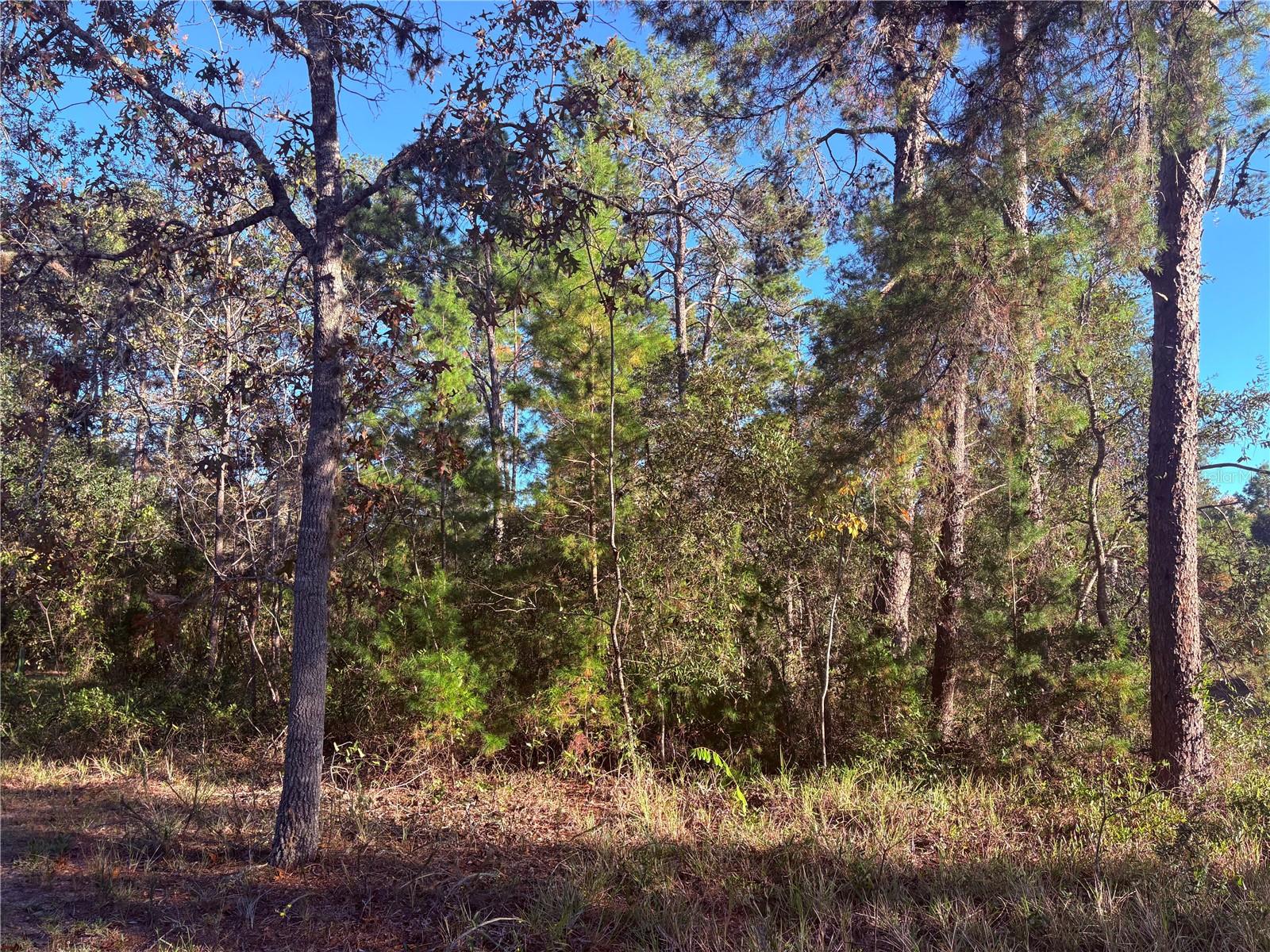 10 DRACAENA CT, HOMOSASSA, FL, 34446