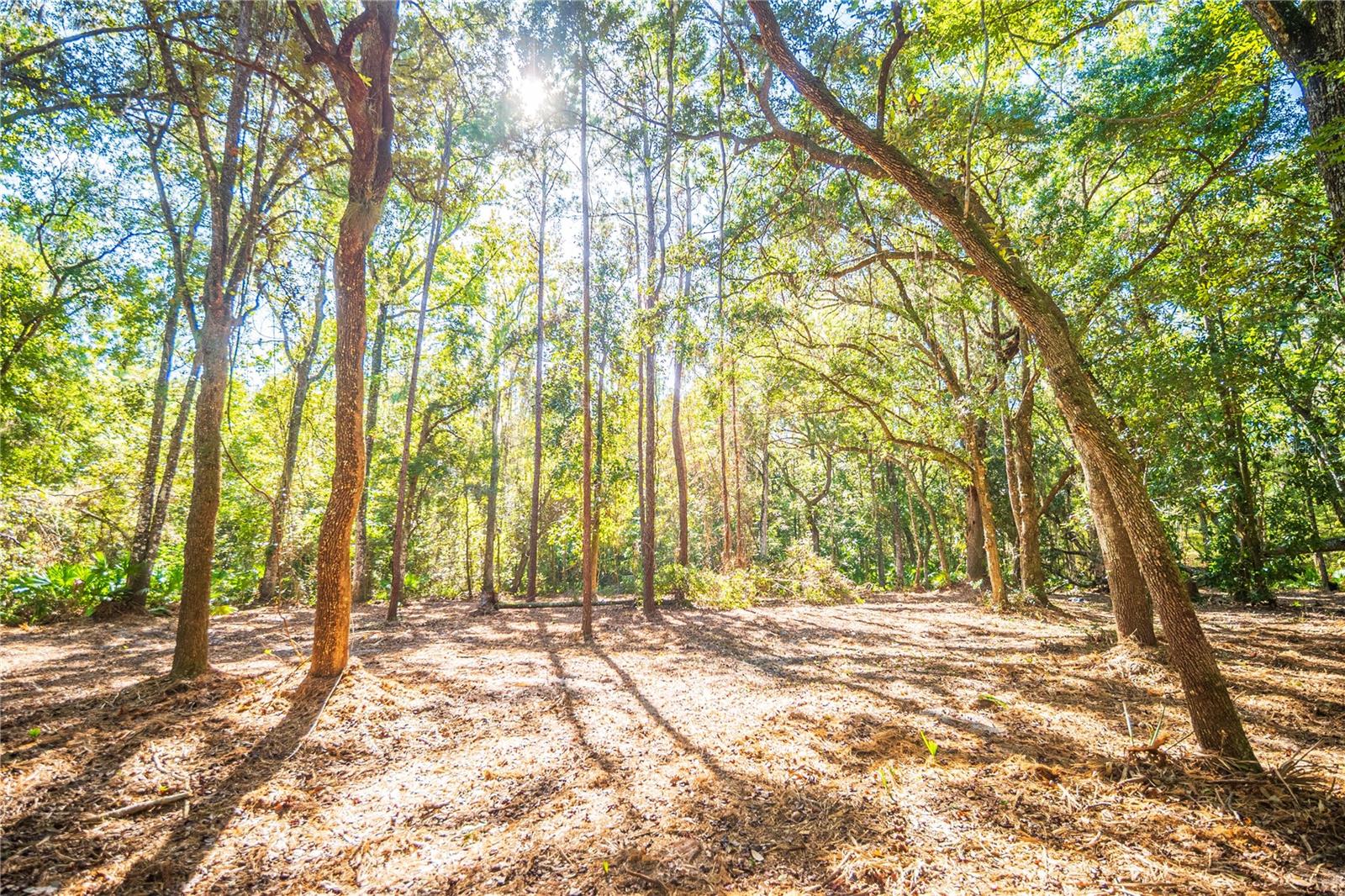 21490 NW 106TH COURT RD, MICANOPY, FL, 32667