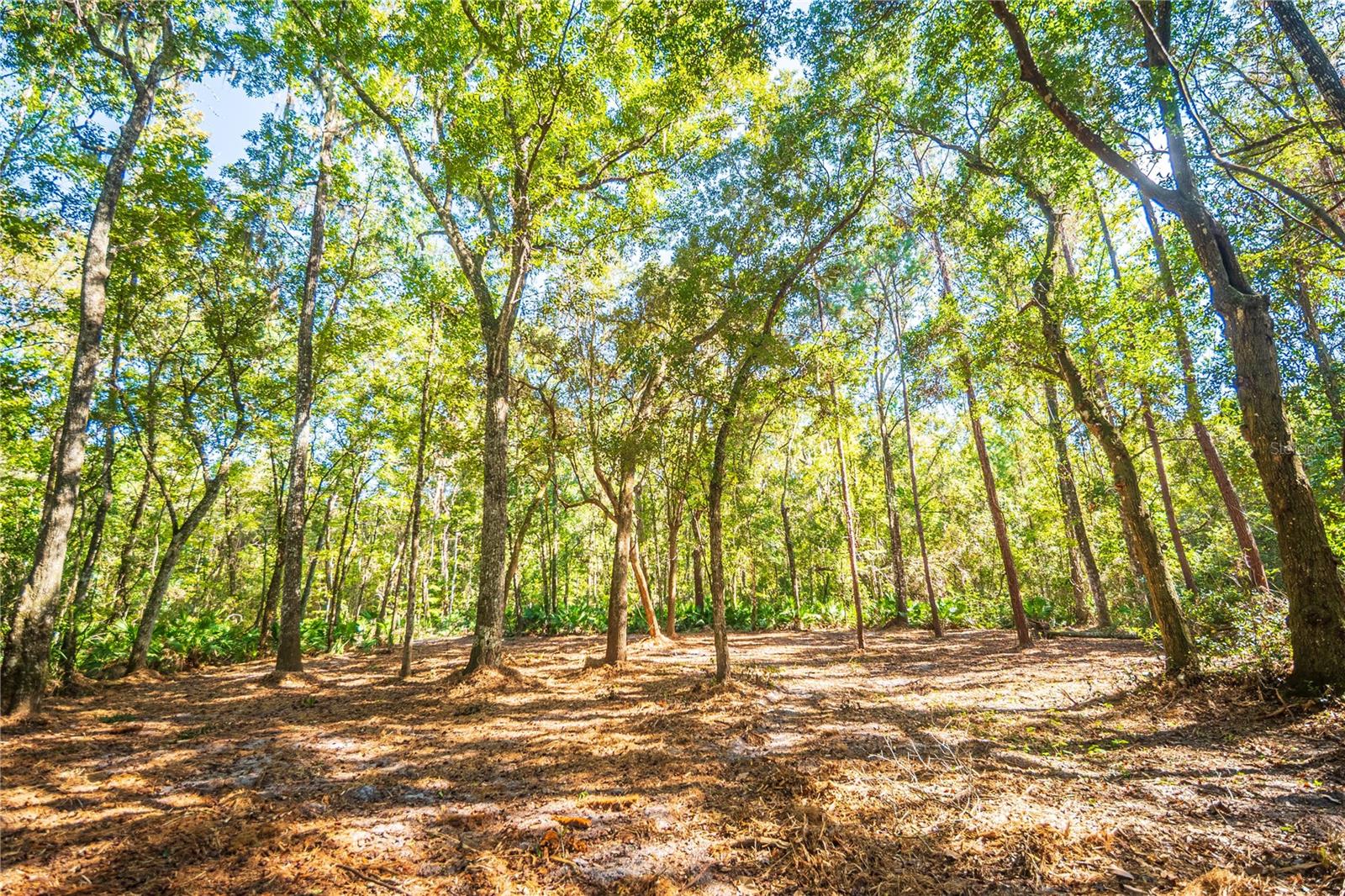 21490 NW 106TH COURT RD, MICANOPY, FL, 32667