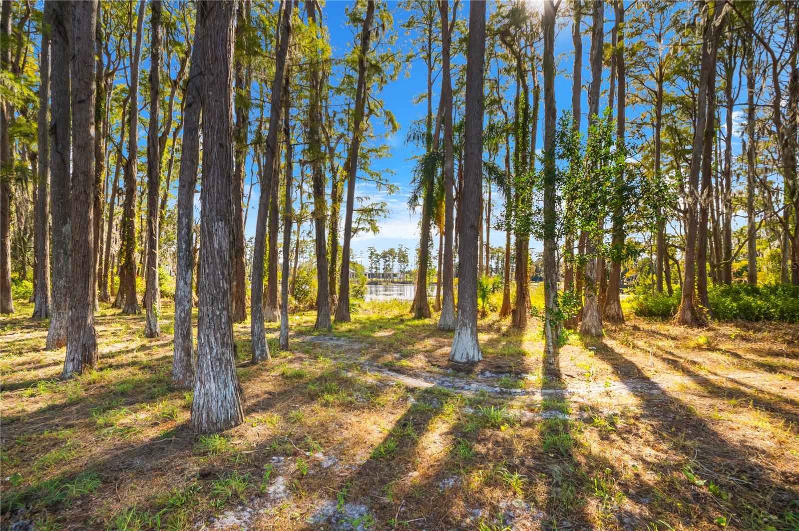 17336 BALLMONT PARK DR, ODESSA, FL, 33556