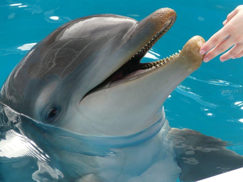 Famous Winter the Dolphin.