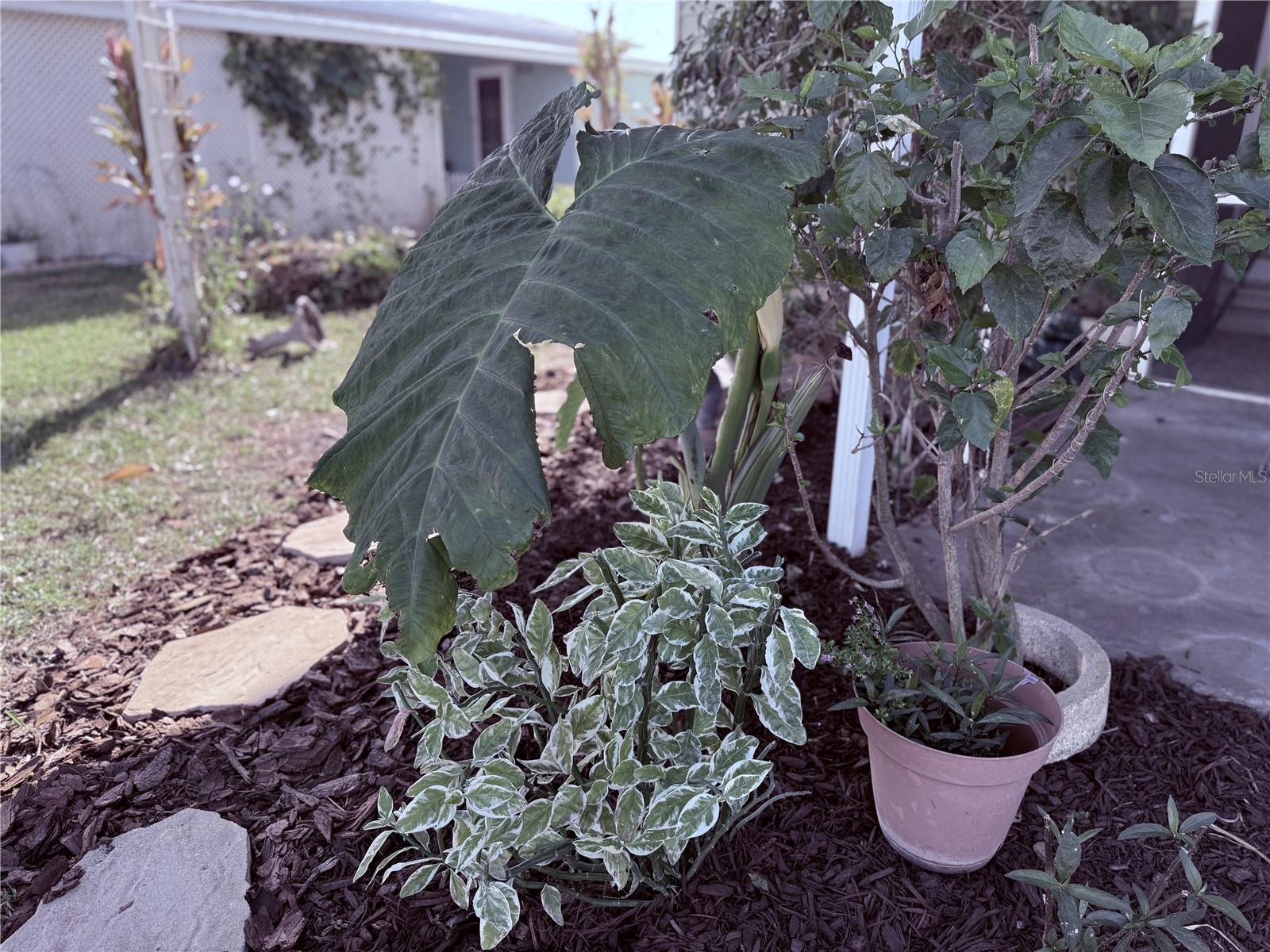 3141 GREAT OAK ST, WESLEY CHAPEL, FL, 33543