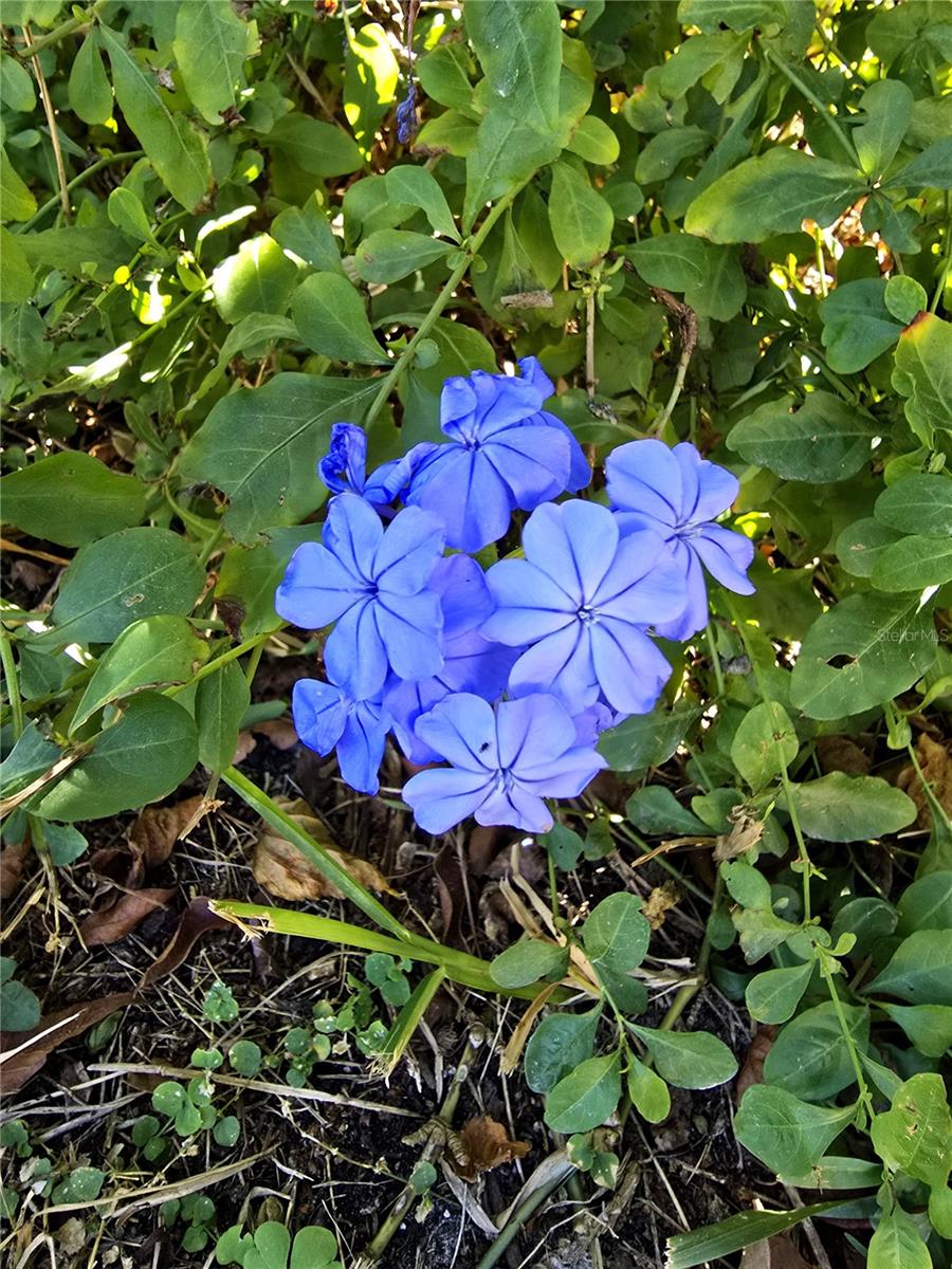 16201 PINE RIDGE DR, HUDSON, FL, 34667