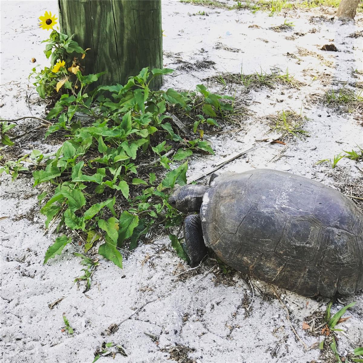 8142 LITTLE GASPARILLA IS, PLACIDA, FL, 33946