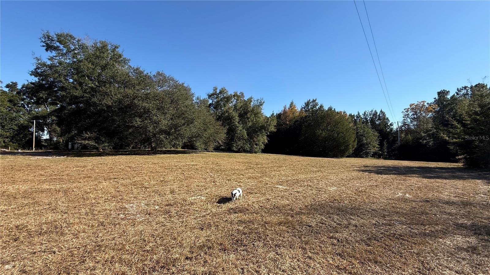 16508 NW 192ND PL, WILLISTON, FL, 32696