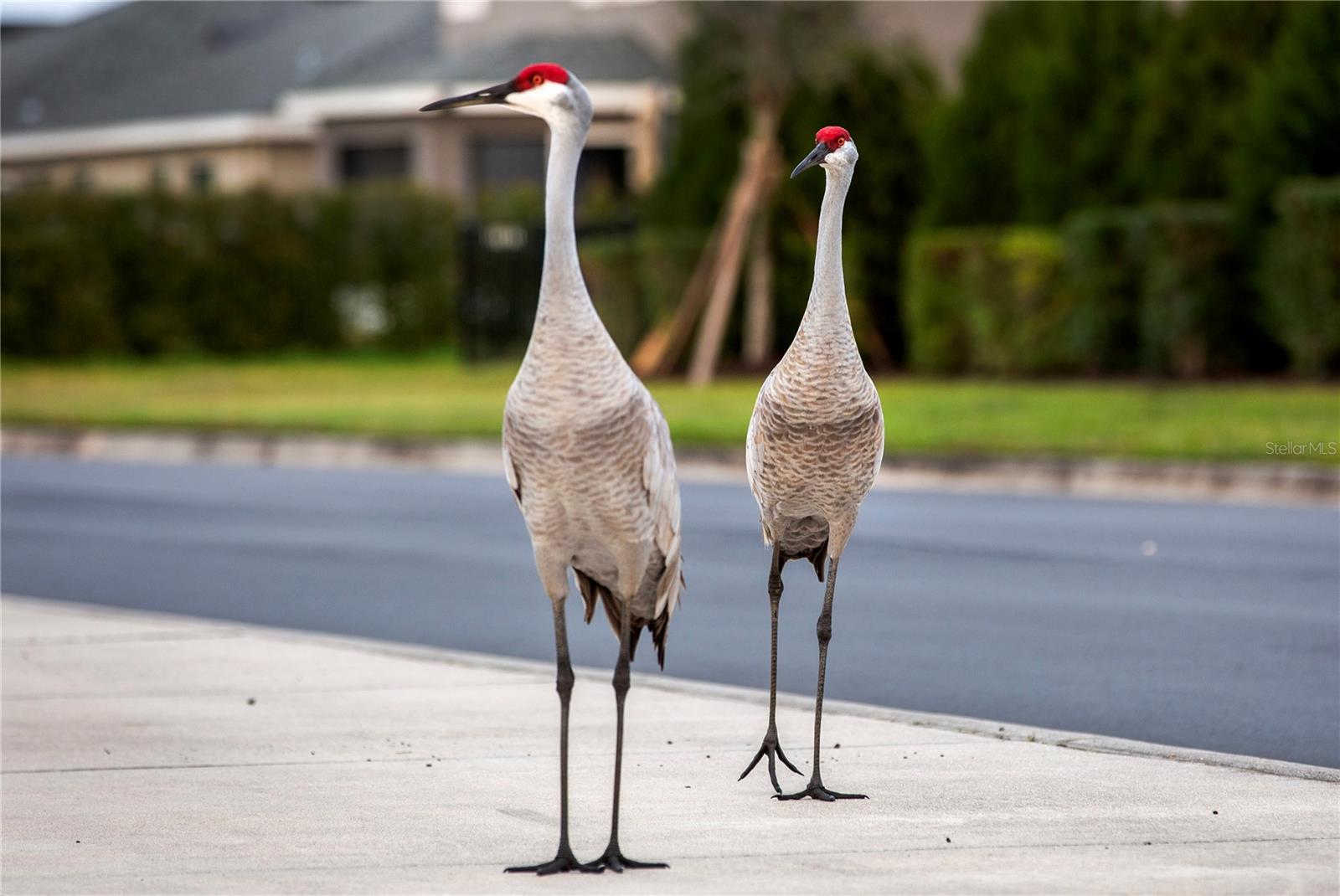 16507 66TH LN E, PARRISH, FL, 34219