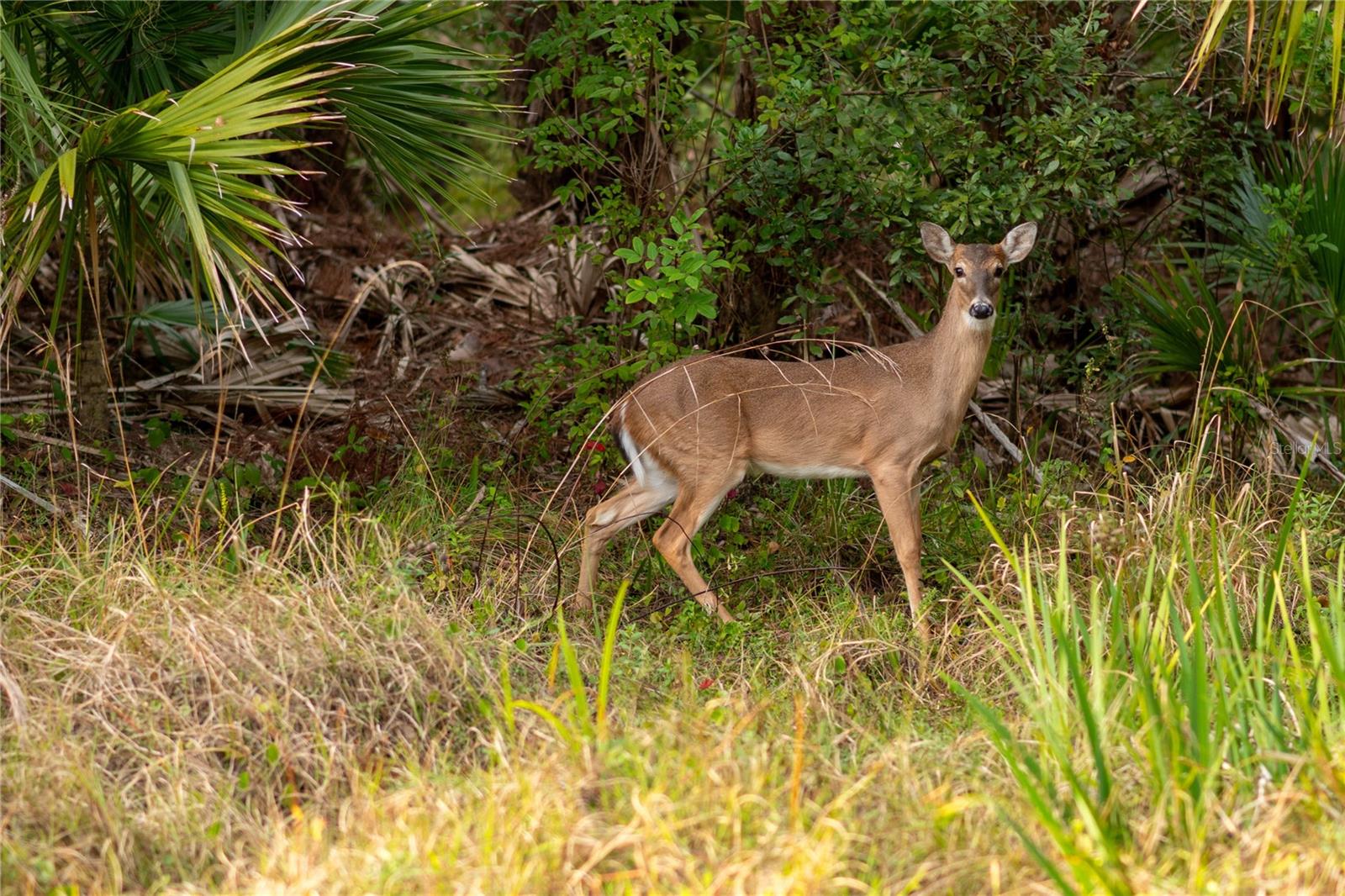 KAMSLER AVE, NORTH PORT, FL, 34286
