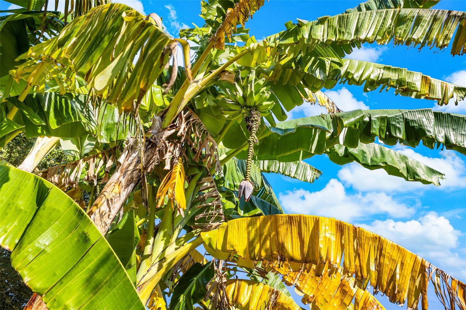 14554 BLACK LAKE PRESERVE ST, WINTER GARDEN, FL, 34787