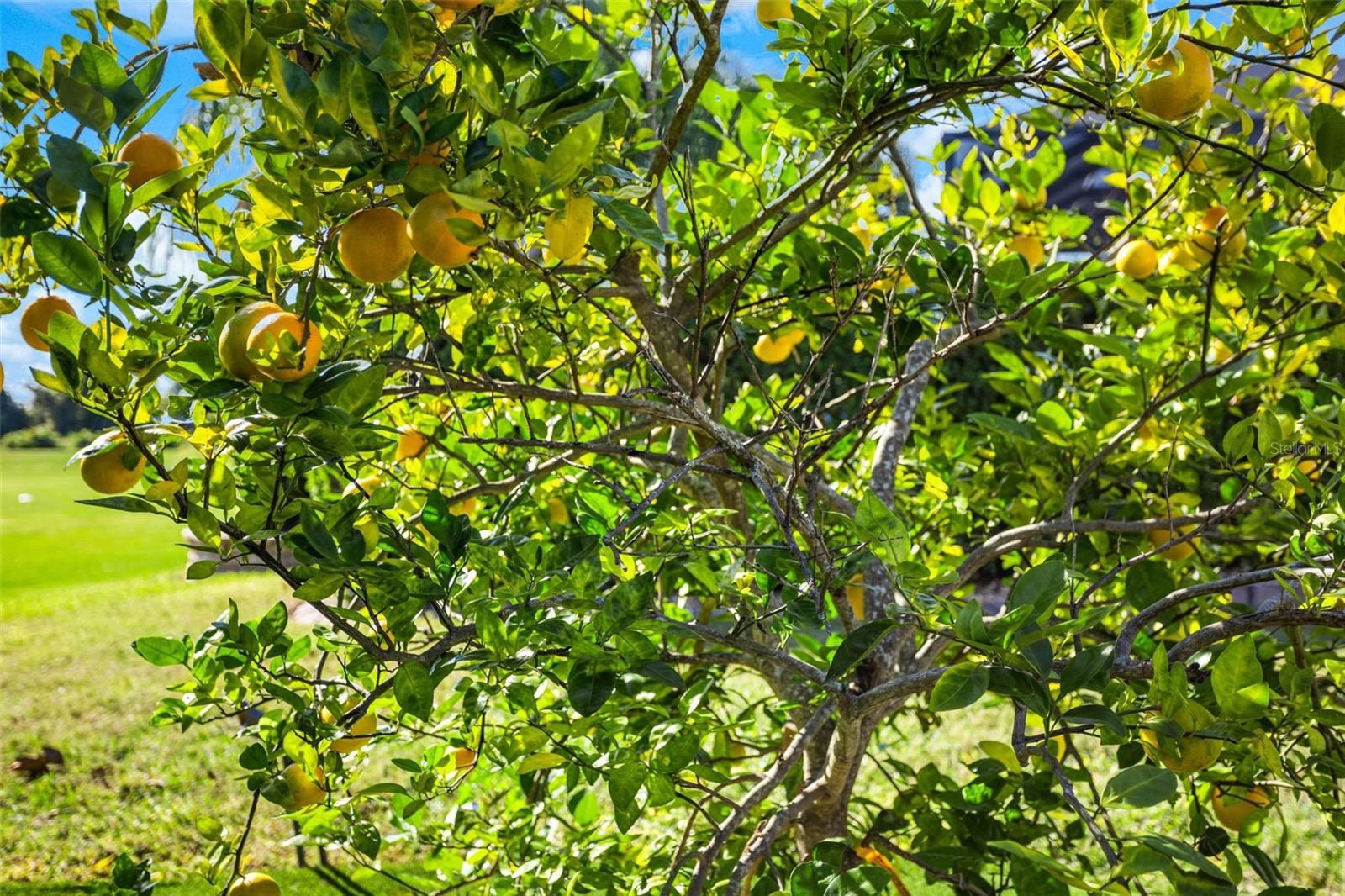 14554 BLACK LAKE PRESERVE ST, WINTER GARDEN, FL, 34787