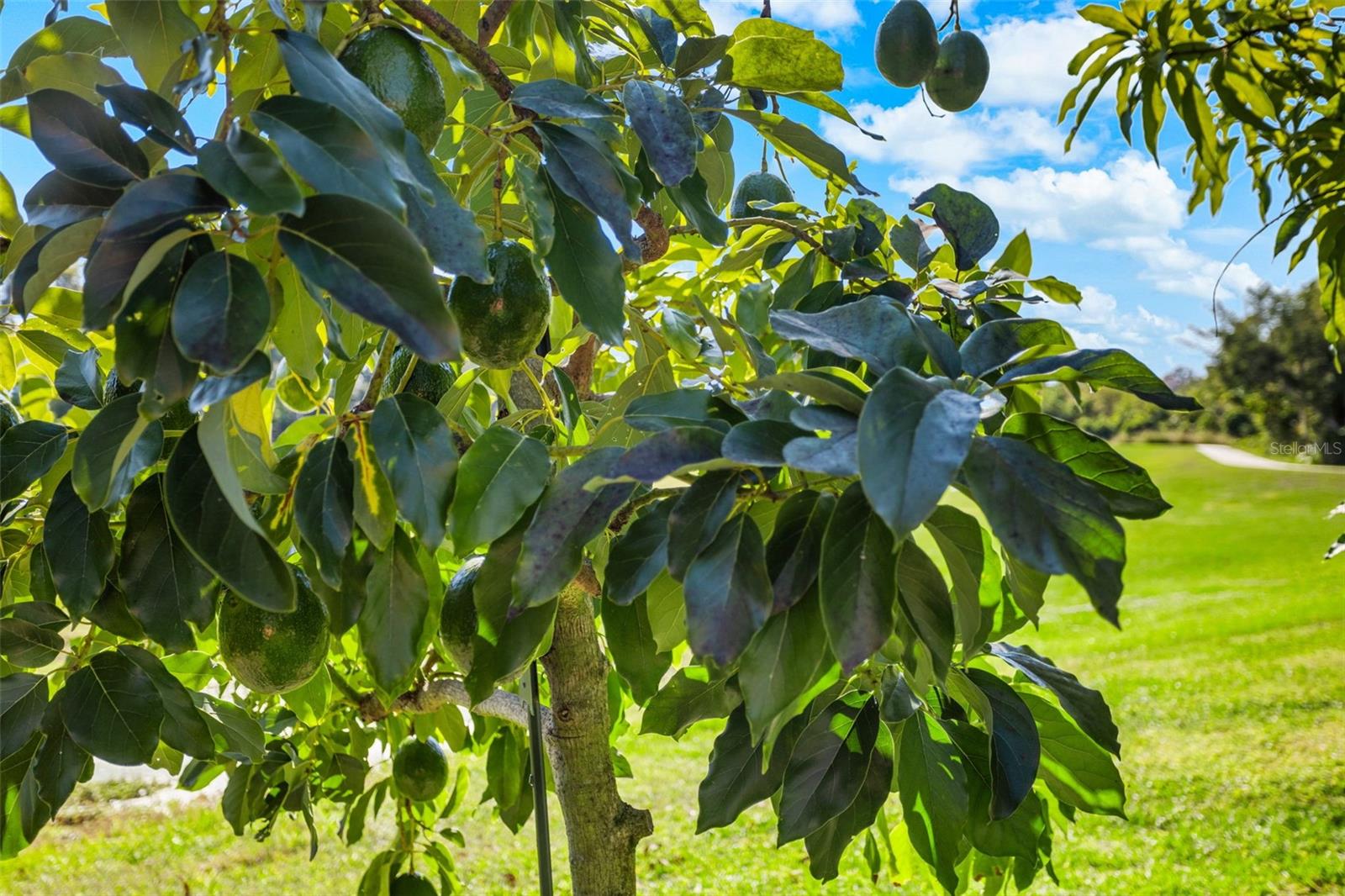 14554 BLACK LAKE PRESERVE ST, WINTER GARDEN, FL, 34787