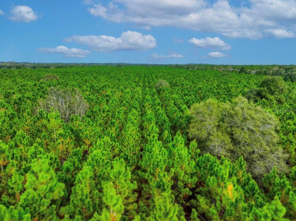 000 NW 78TH AVE, NEWBERRY, FL, 32669