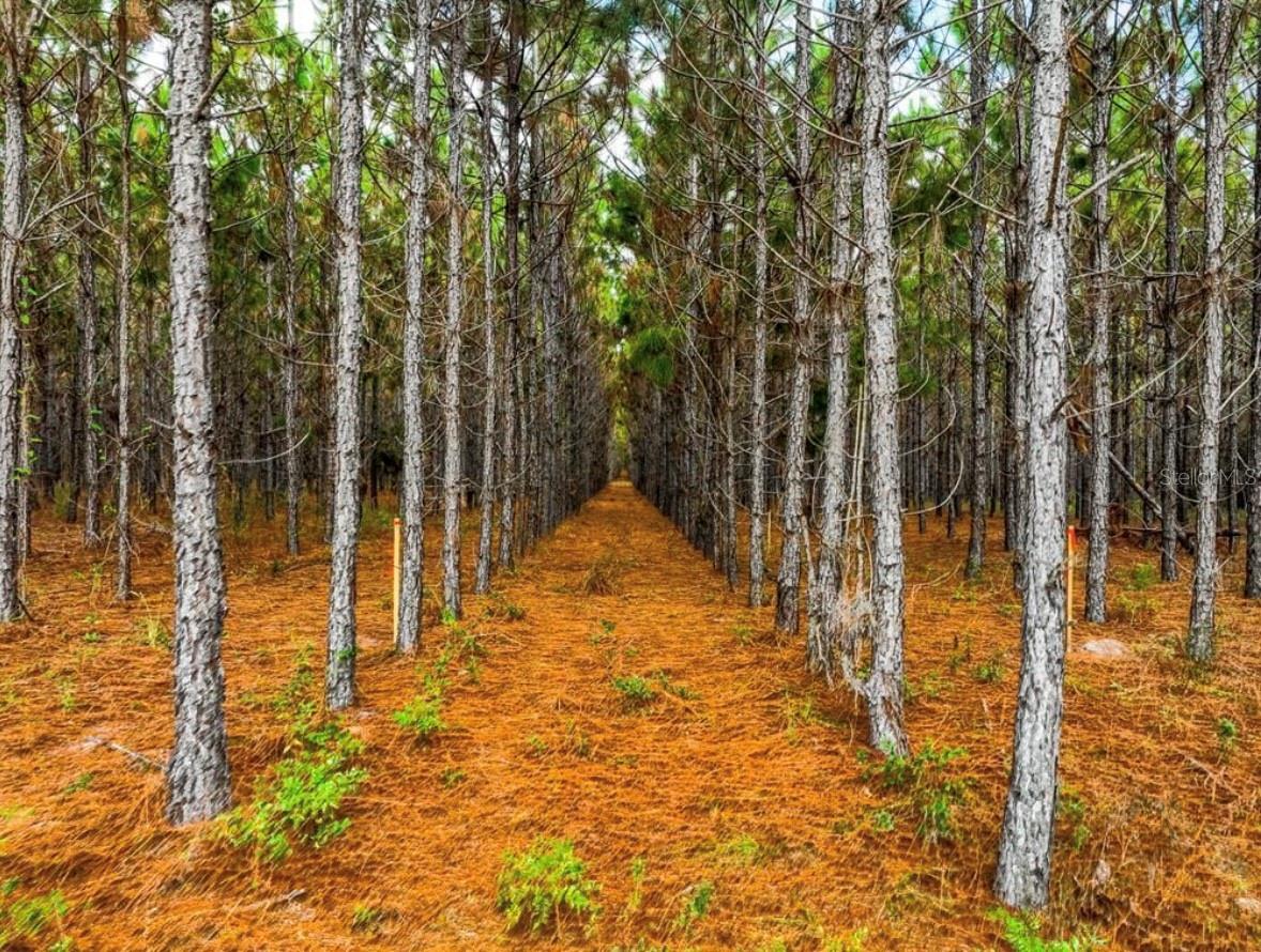 000 NW 78TH AVE, NEWBERRY, FL, 32669