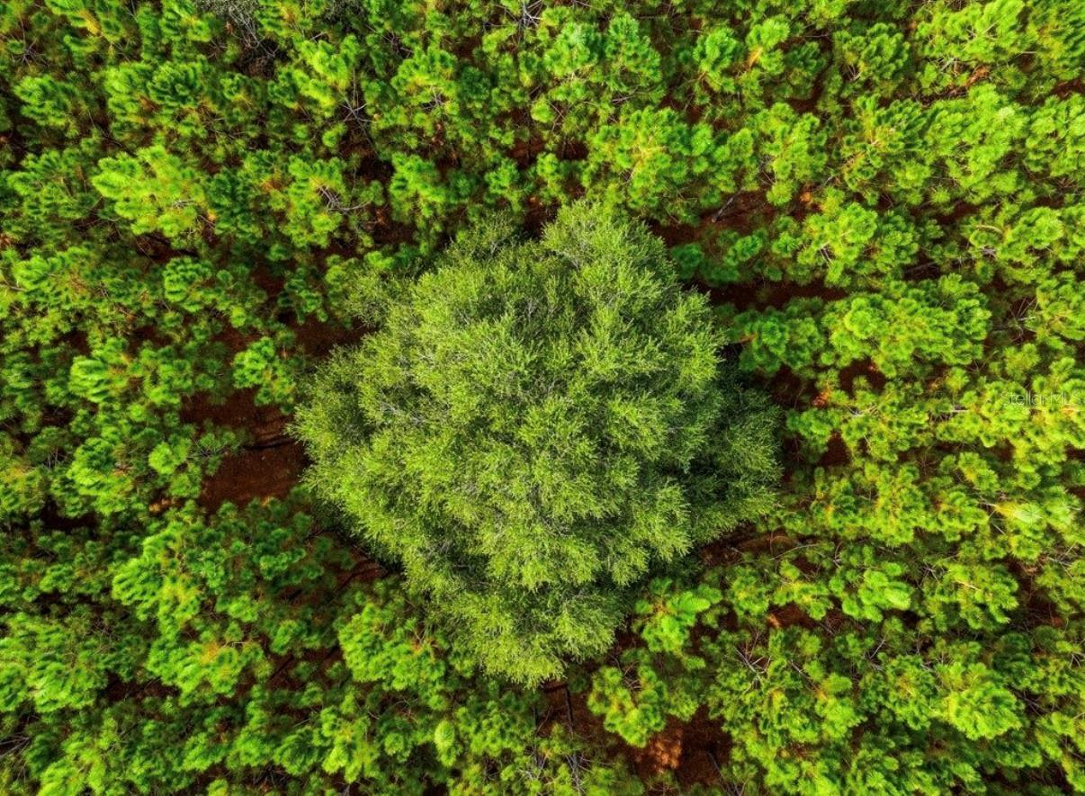 000 NW 78TH AVE, NEWBERRY, FL, 32669