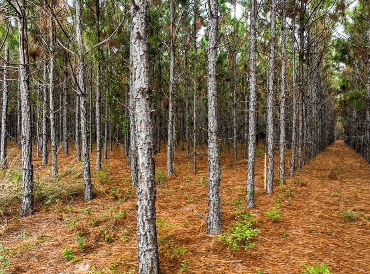 000 NW 78TH AVE, NEWBERRY, FL, 32669