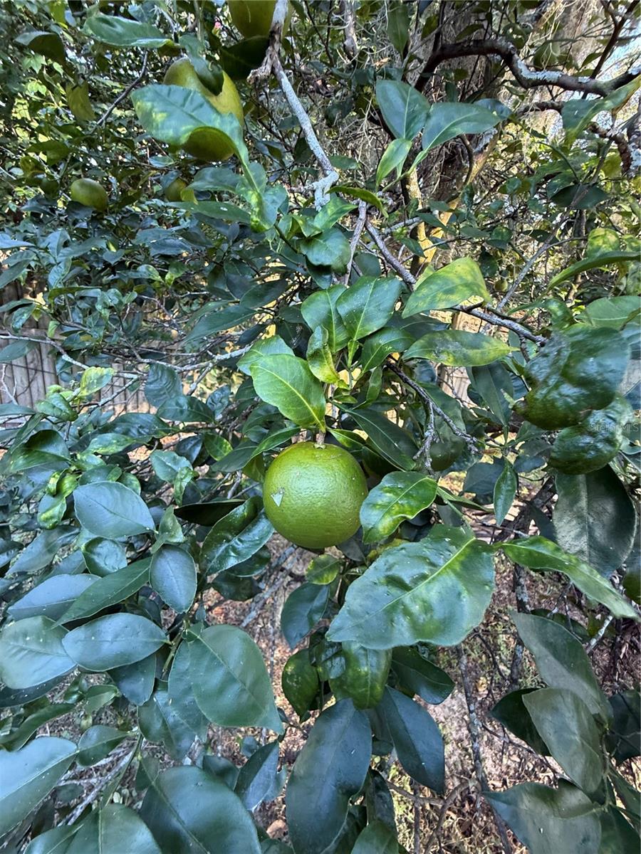 6416 LAKE HORSESHOE DR, ORLANDO, FL, 32818