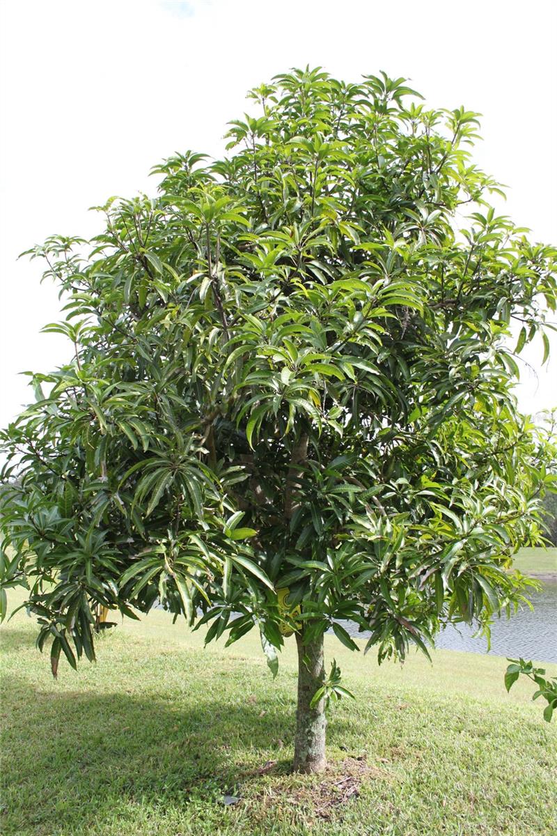 14505 WARD RD, ORLANDO, FL, 32824