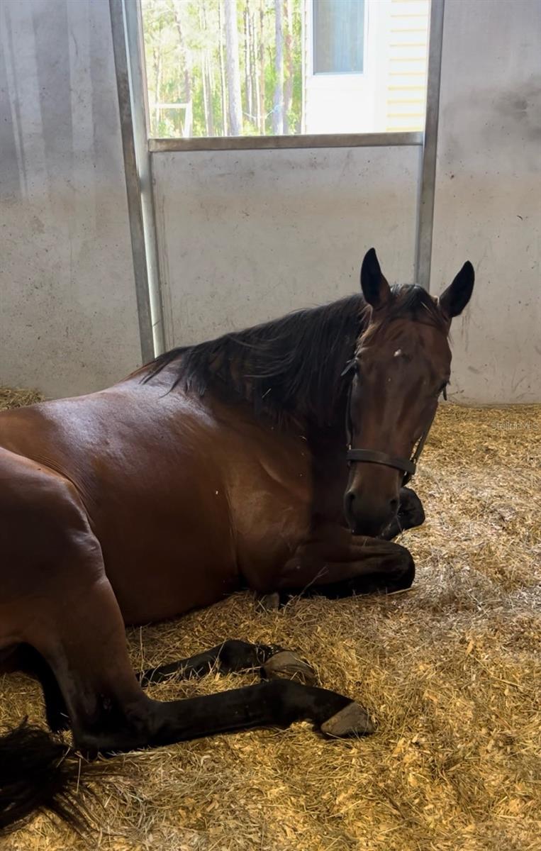 14192 ERMINE OWL RD, BROOKSVILLE, FL, 34614