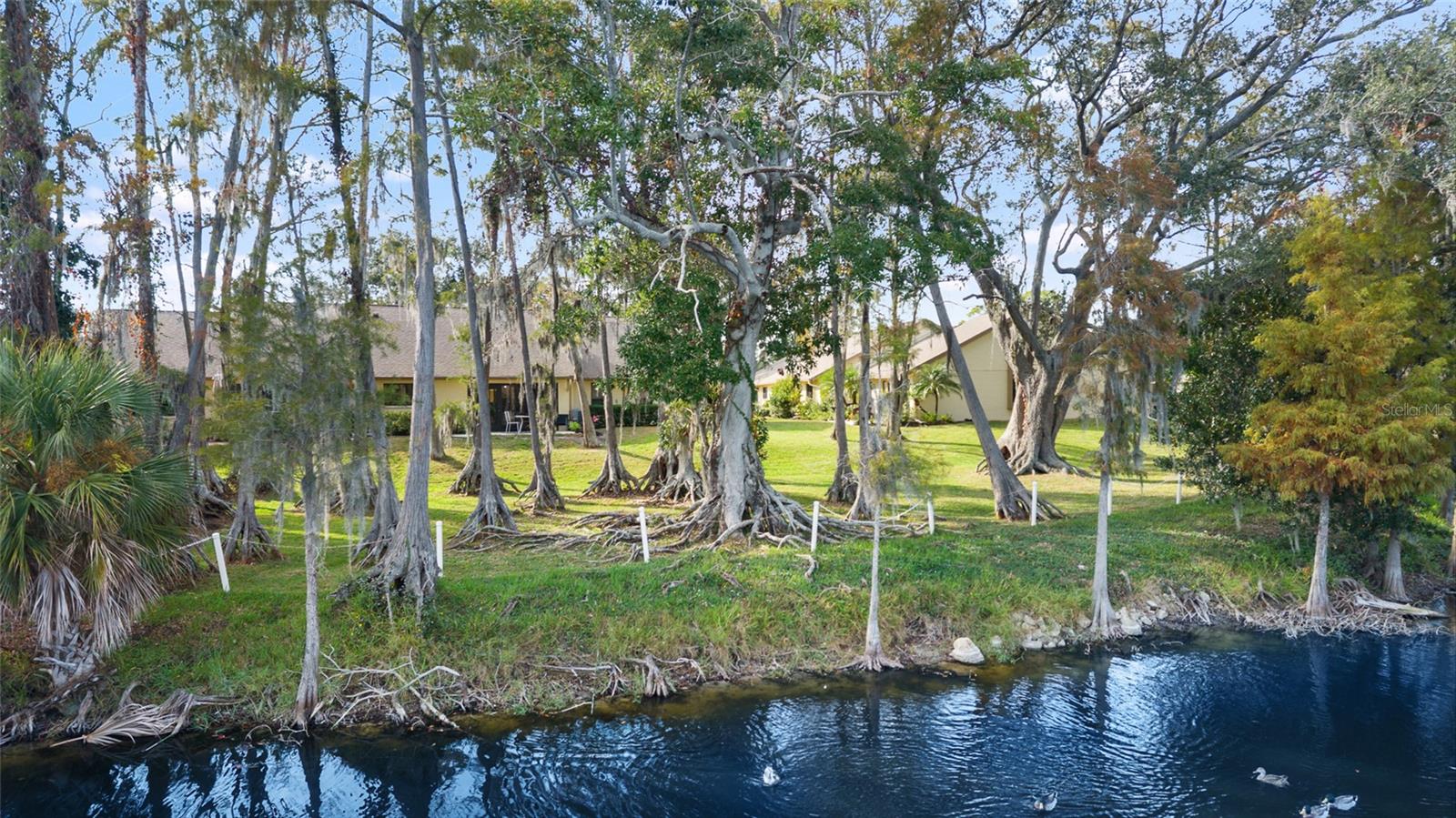 View from the pond of your back patio