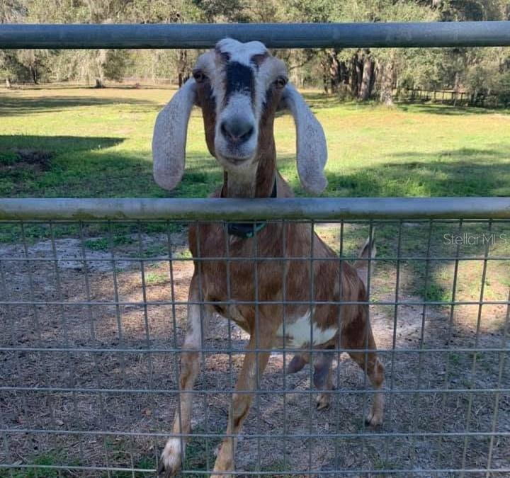 Farm Living