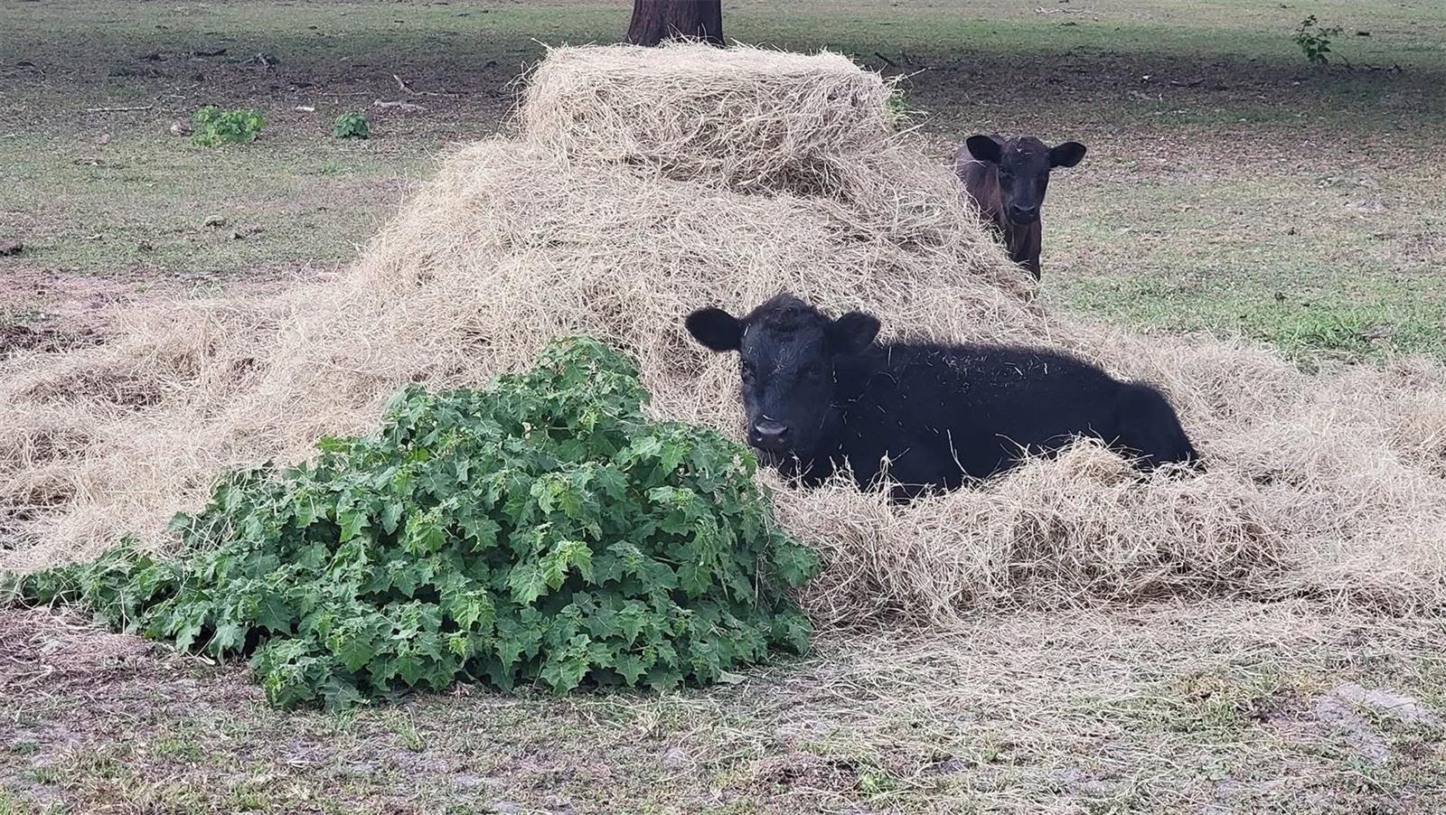Farm Life