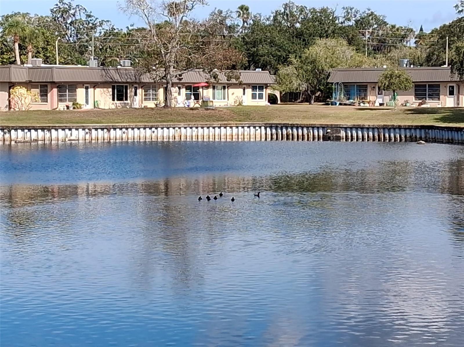 Lake & ducks!